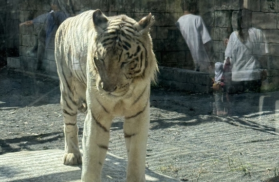 🐯東武動物公園へ行ってきました🐘