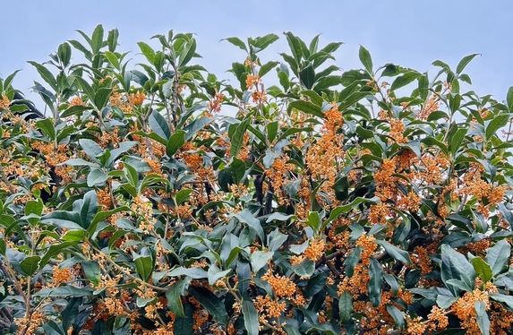 🌼金木犀が綺麗に咲きました🌼